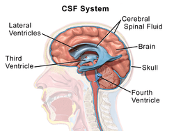 مایع مغزی نخاعی (CSF)