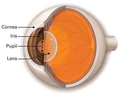 لنز (Cornea-Iris-Lens-Pupil-Optimized)